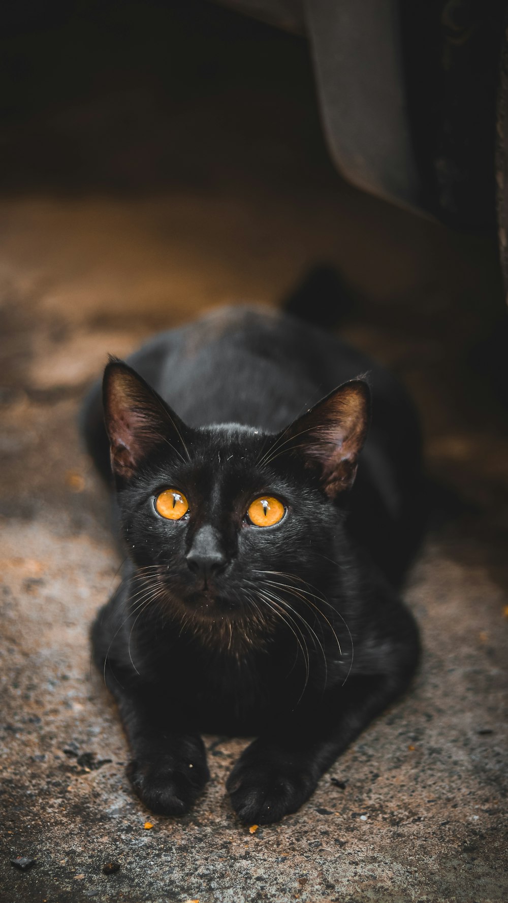 a black cat with yellow eyes laying on the ground