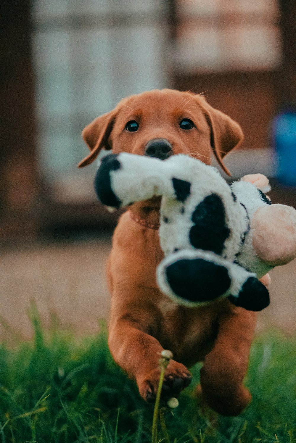 un chien brun tenant un animal en peluche dans sa gueule