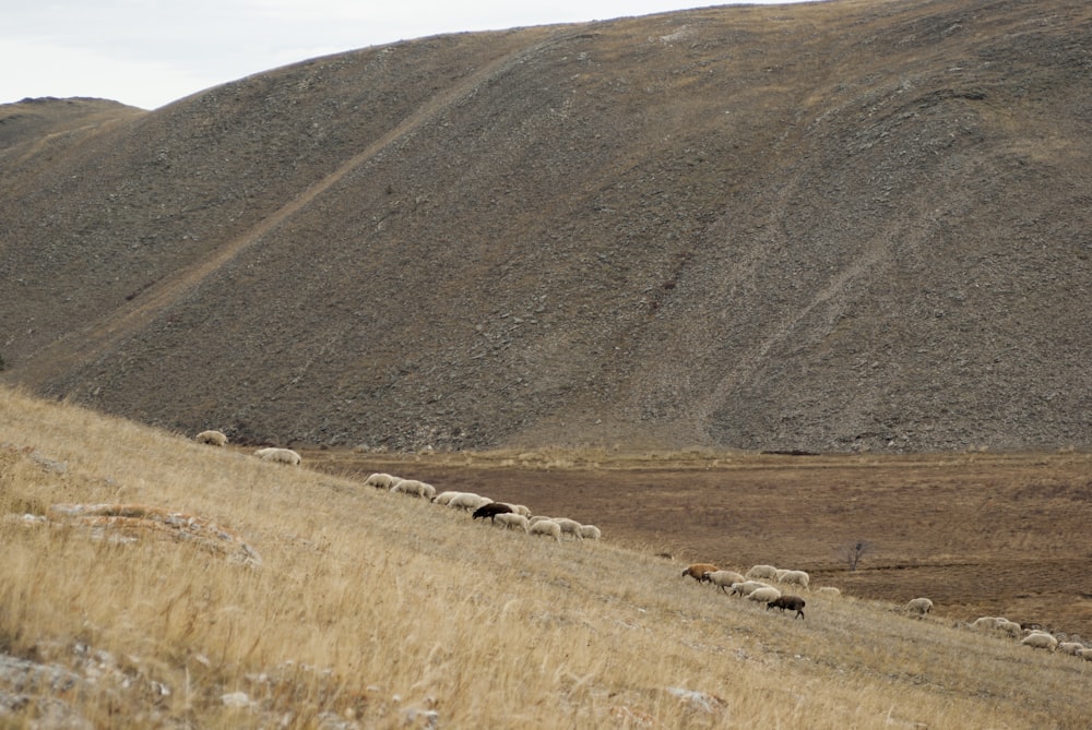 a herd of sheep walking across a dry grass covered hillside