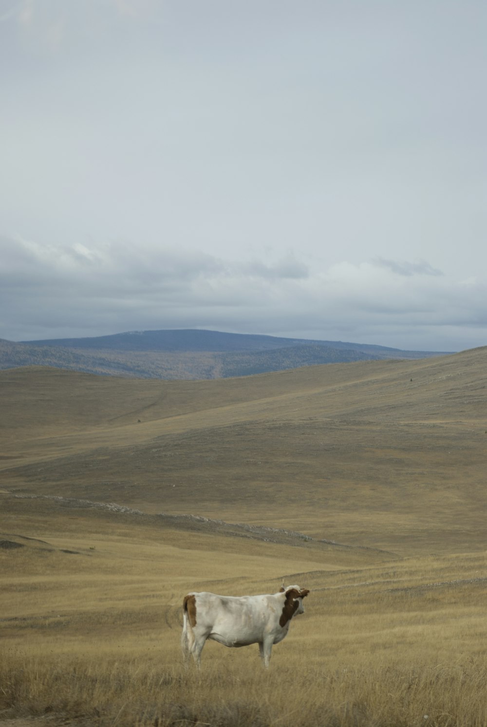 a brown and white cow standing on top of a dry grass field