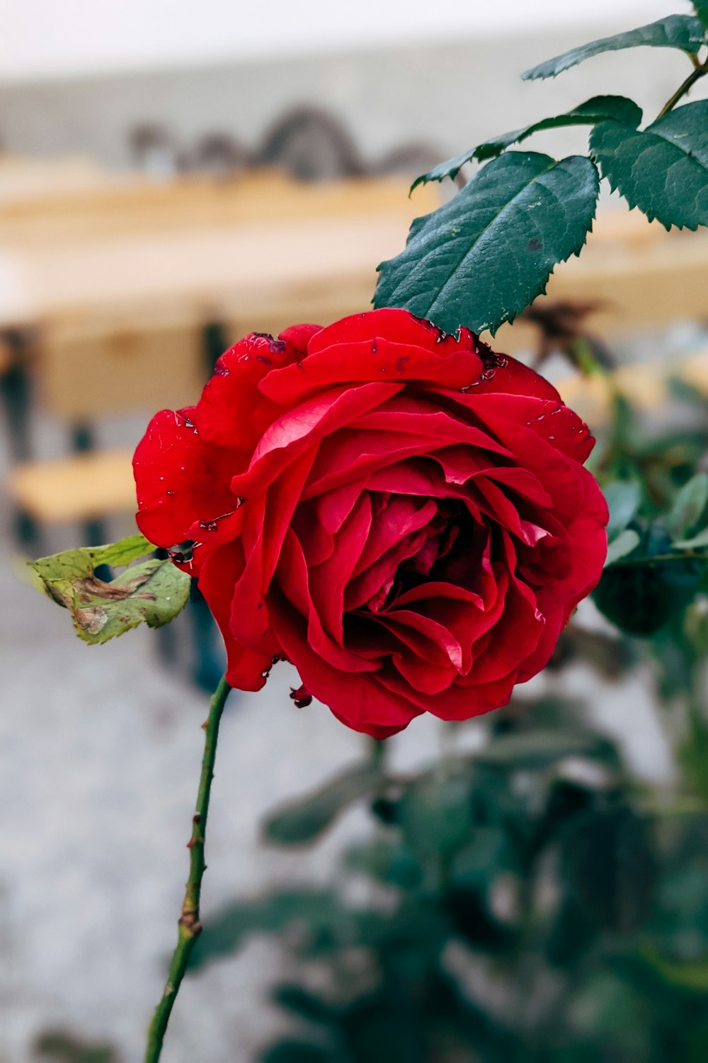 eine rote Rose mit Wassertröpfchen darauf