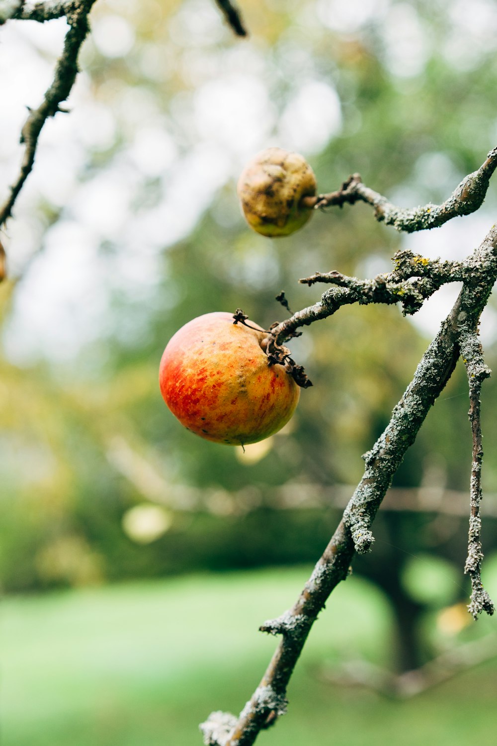 an apple hanging from a tree branch in a park