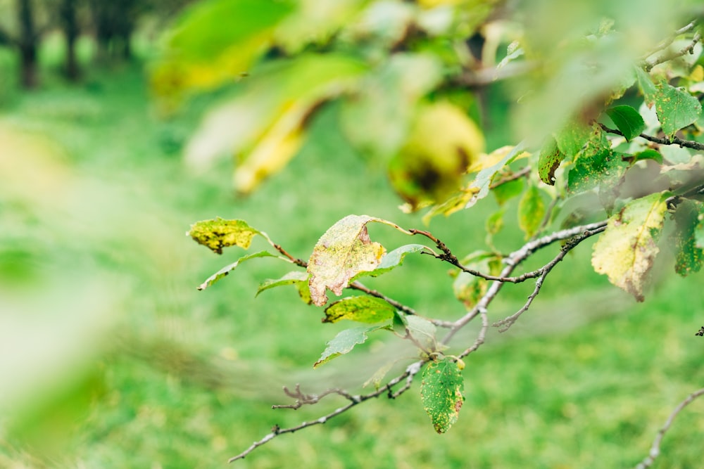 a blurry photo of a tree branch with leaves