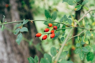 a bush with red berries growing on it