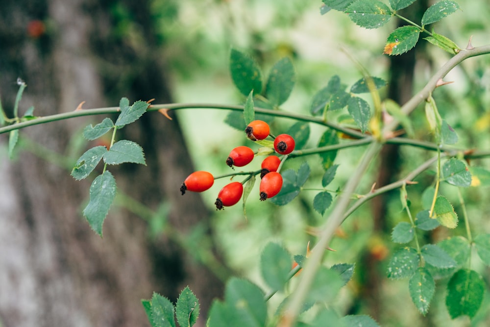 a bush with red berries growing on it