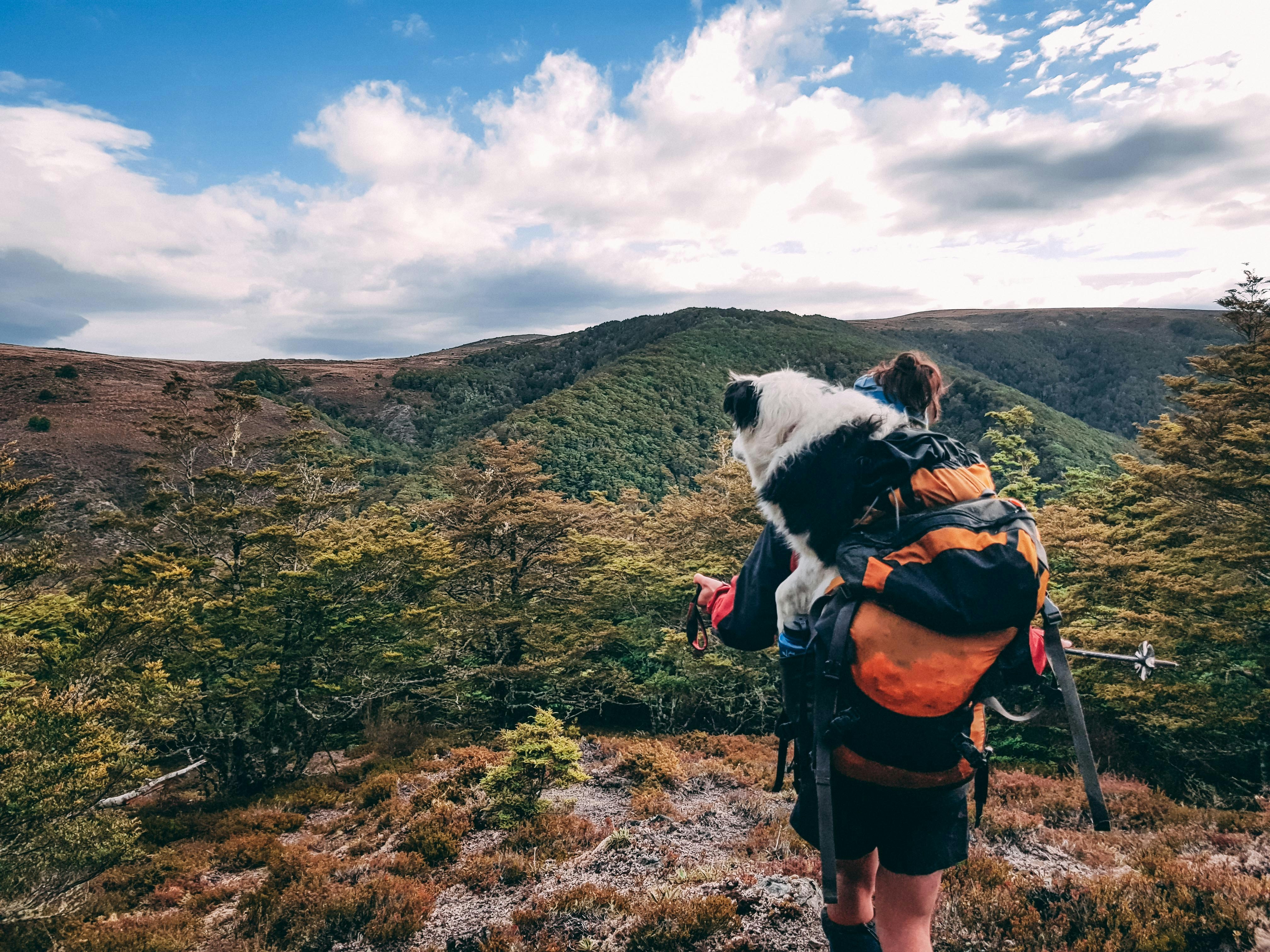 Your Ultimate Guide to Preparing for a Safe and Fun Hike with Your Dog