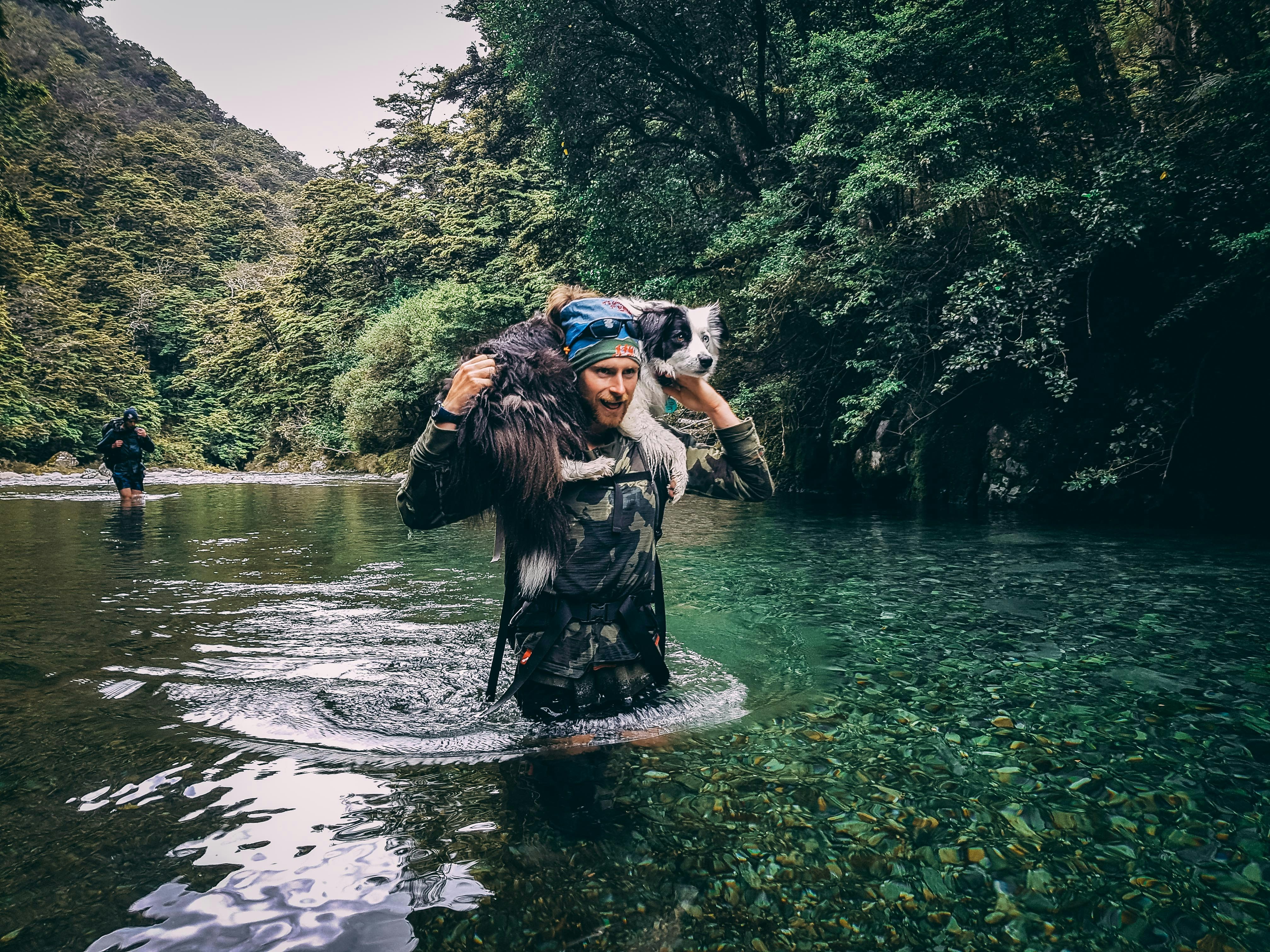 Can Border Collies Swim?