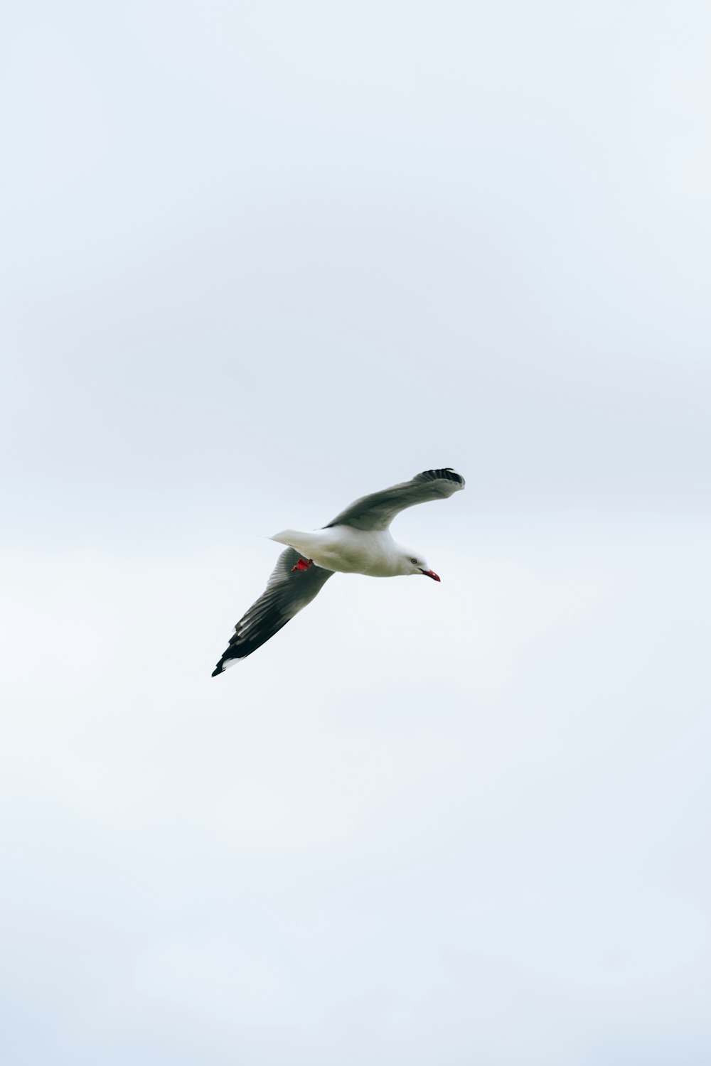 a seagull flying in the sky on a cloudy day