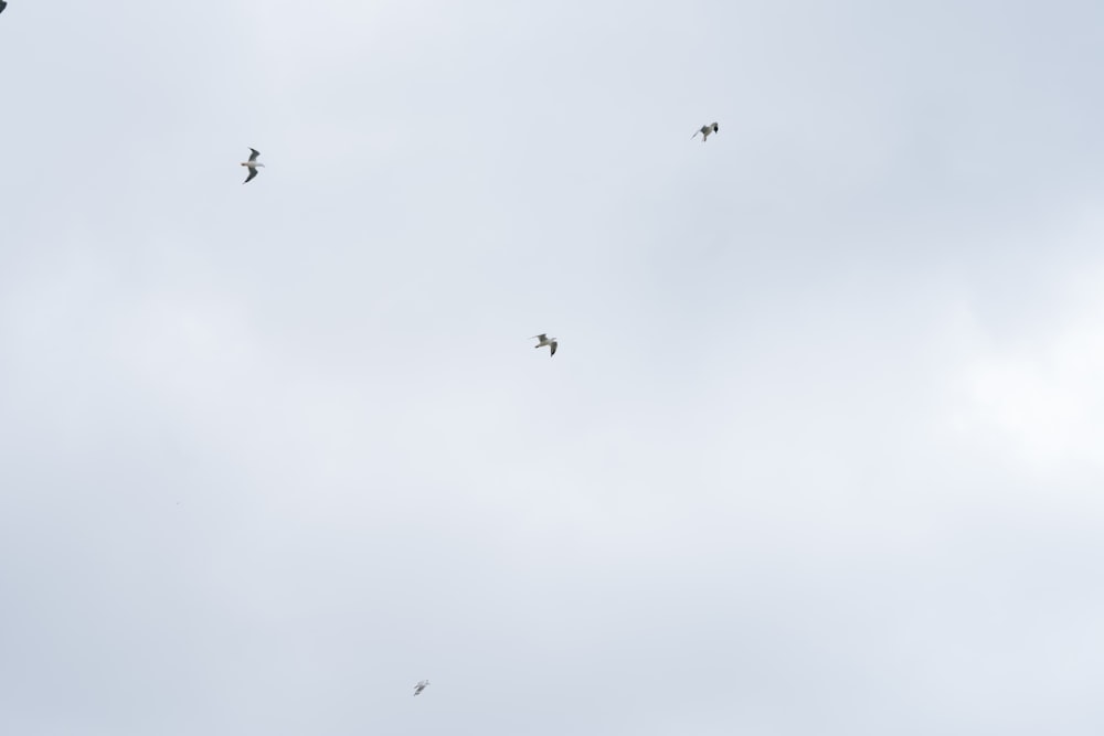 a group of birds flying through a cloudy sky