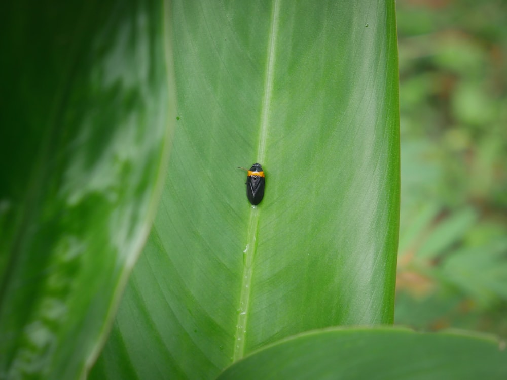 a bug is sitting on a green leaf