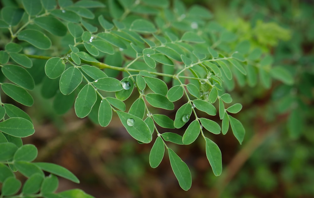 a close up of a leafy plant with drops of water on it