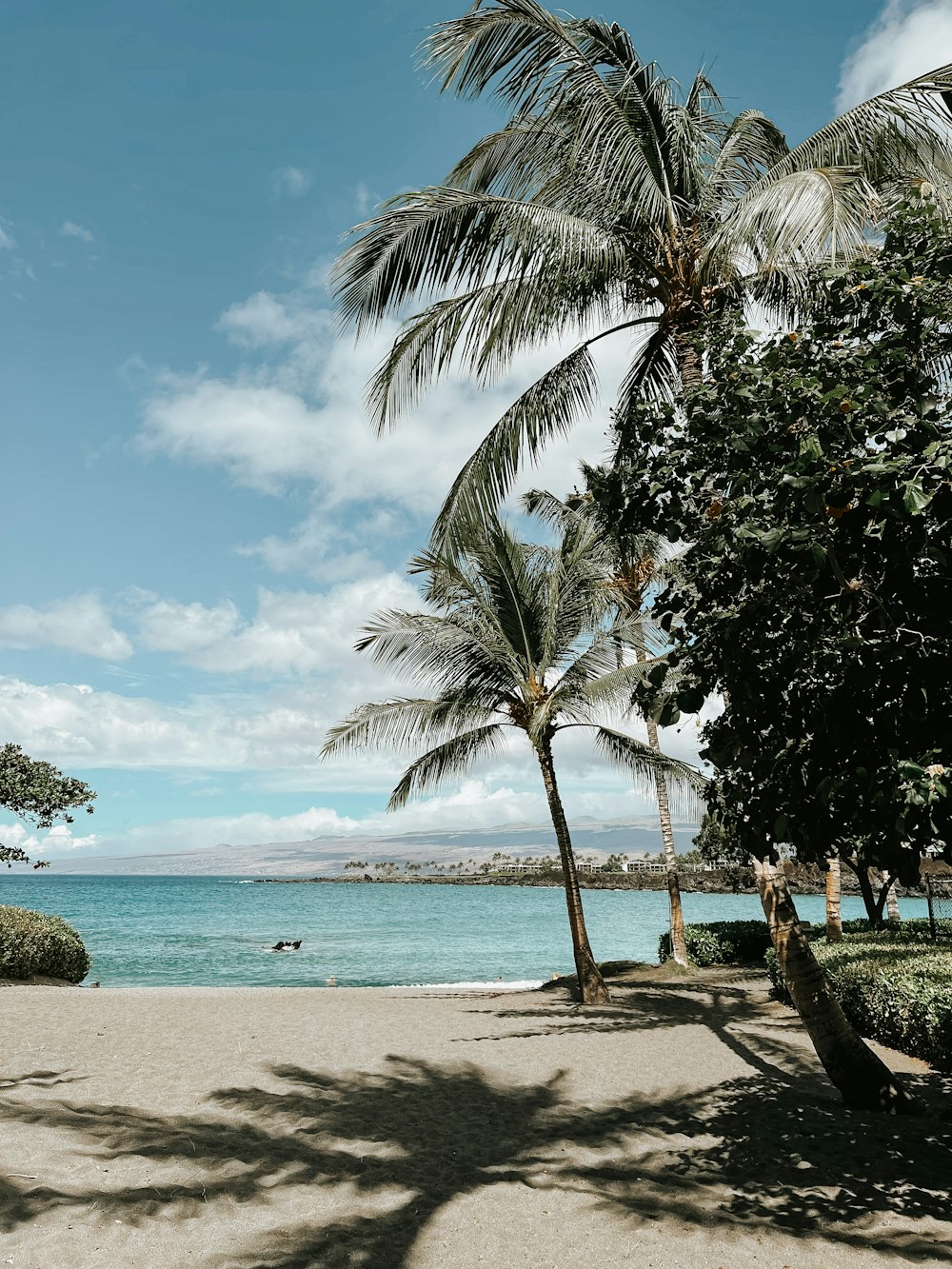 una playa con palmeras y un cuerpo de agua