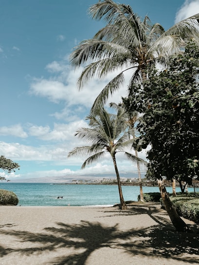 A tranquil beach scene features tall palm trees casting long shadows over a sandy shore. The turquoise ocean stretches into the distance, meeting a clear blue sky sprinkled with clouds.