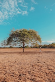 a person walking in a field near a tree