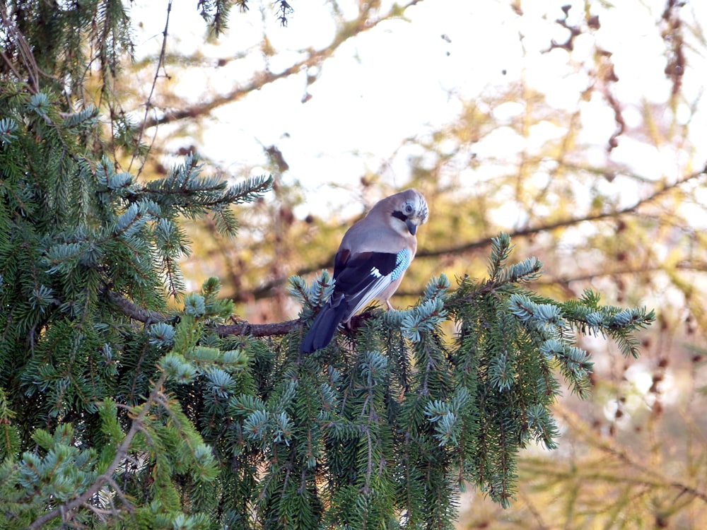 a bird perched on a branch of a pine tree