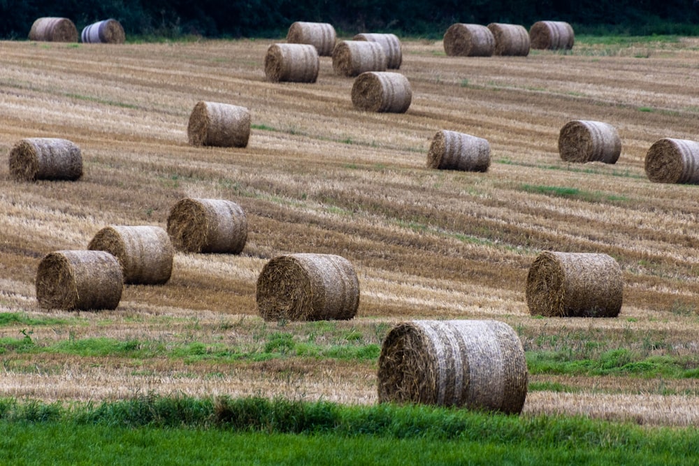 a field full of round bales of hay