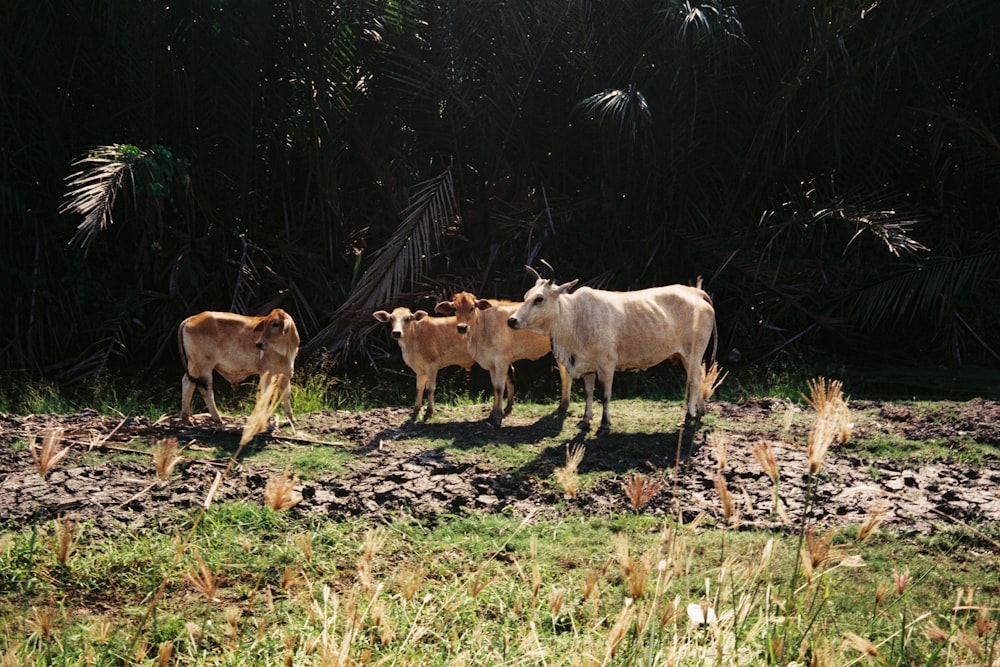 a group of cows standing on top of a lush green field