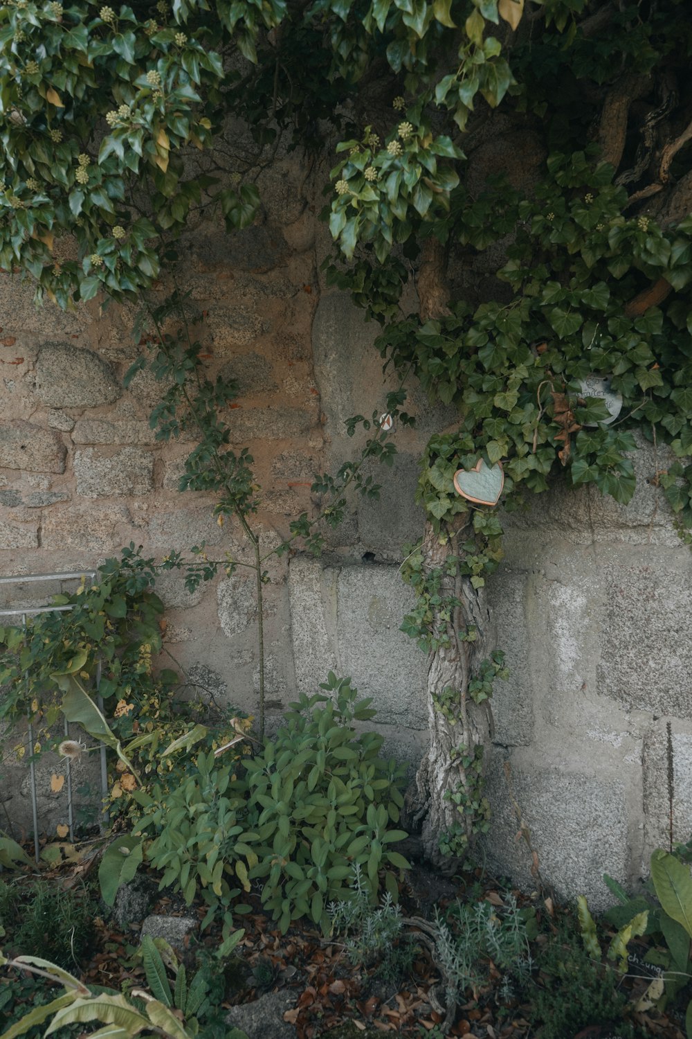 a stone wall with vines growing on it