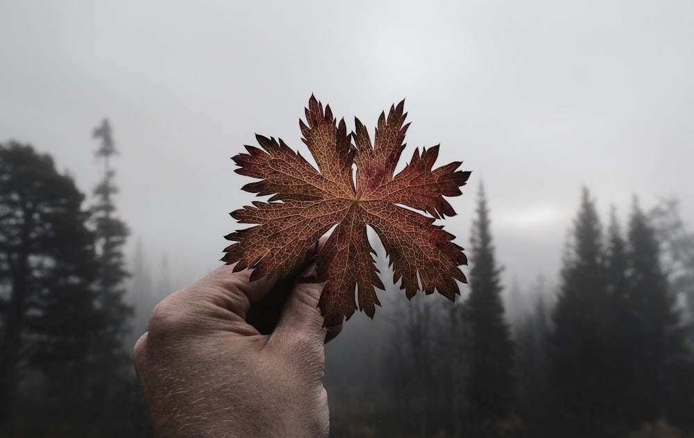 a hand holding a leaf in front of a forest