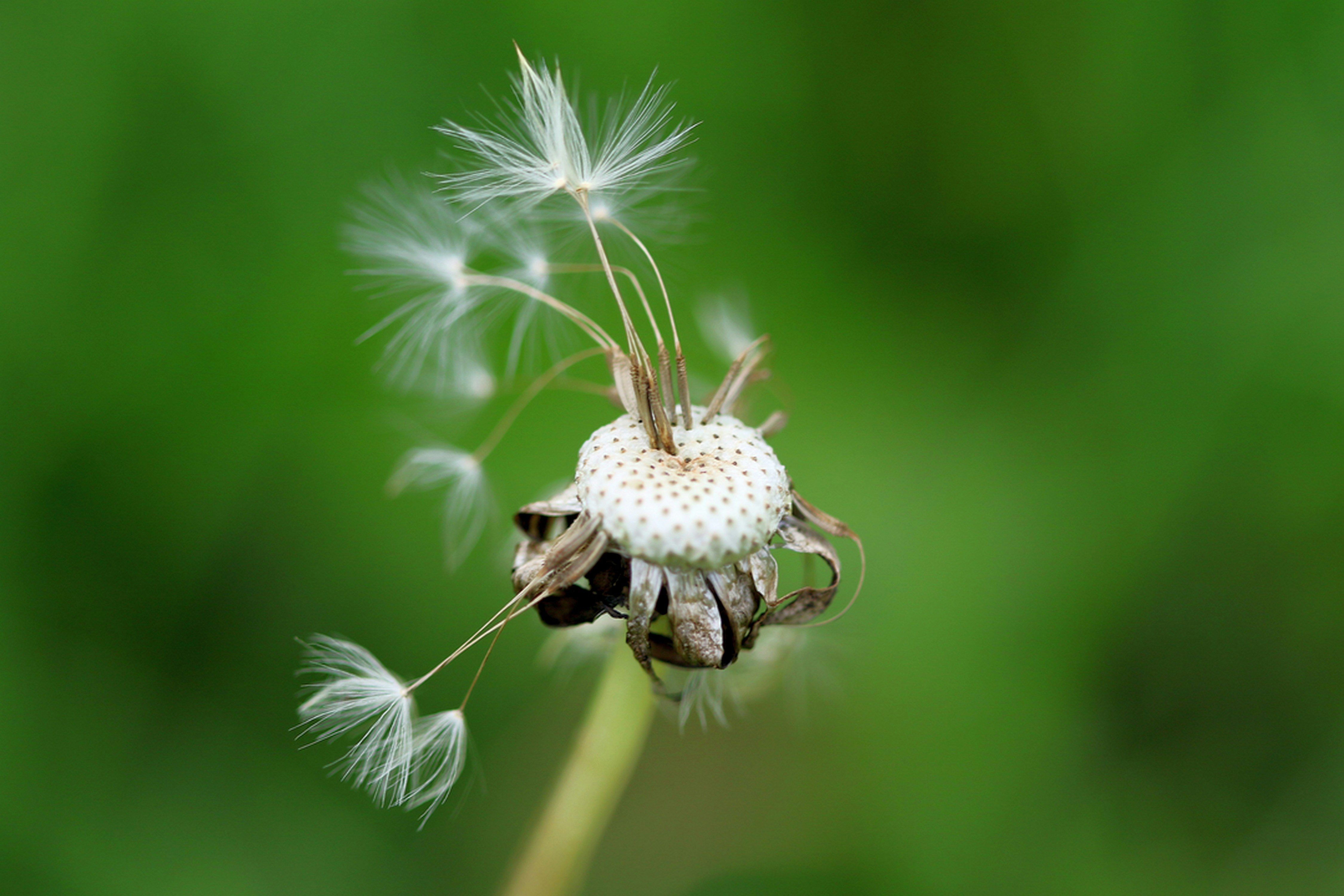 a close up of a dandelion with a blurry background