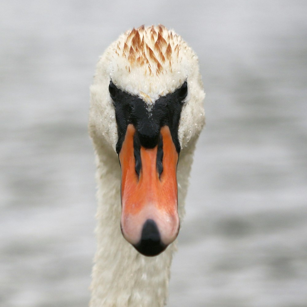 a close up of a white and orange duck
