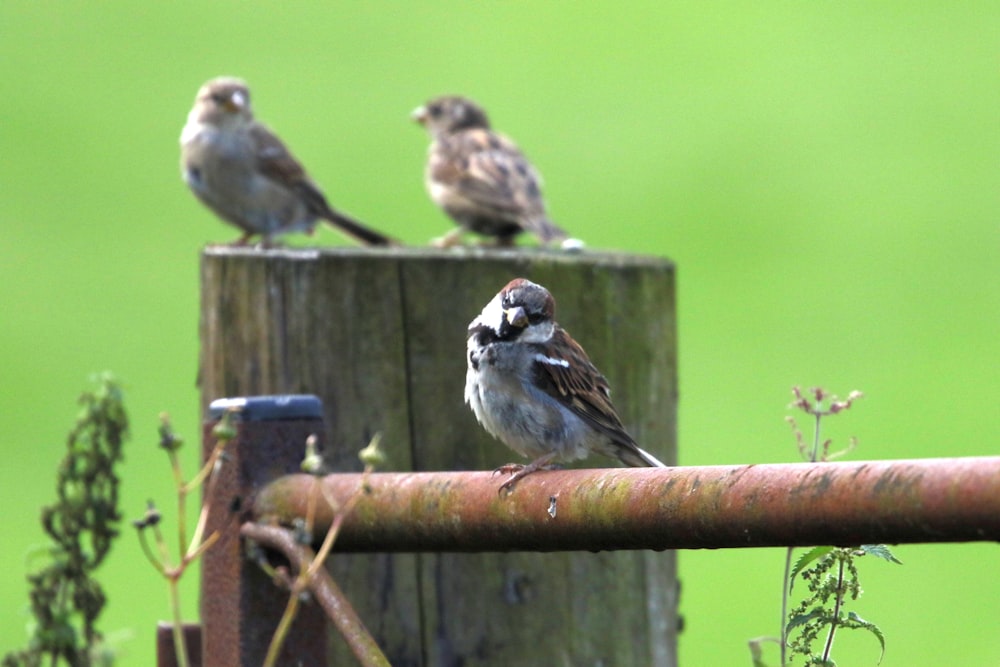 a couple of birds sitting on top of a wooden post