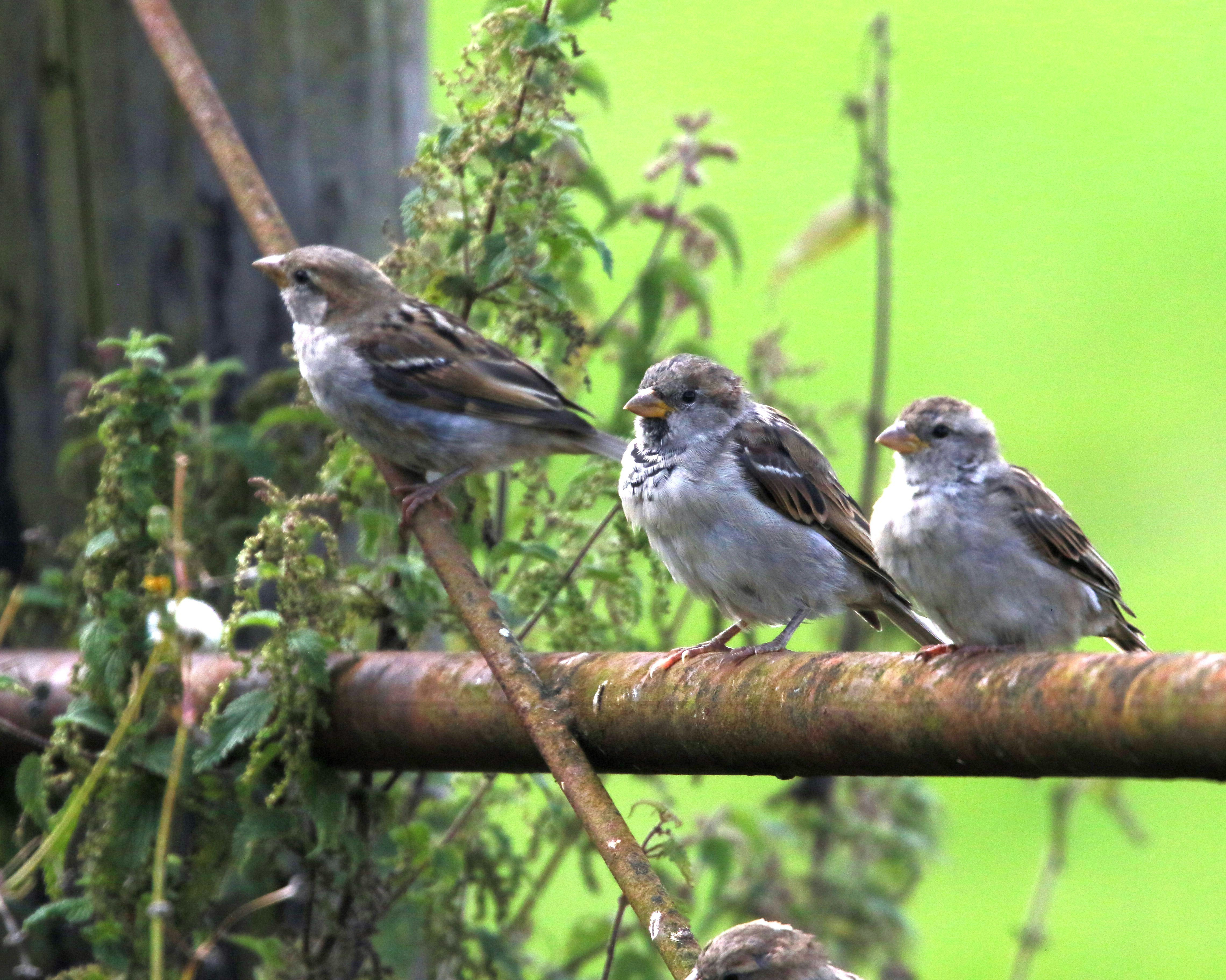 Photo by x124hkmaudius