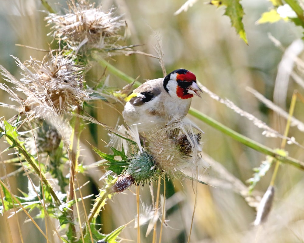 a small bird perched on top of a plant