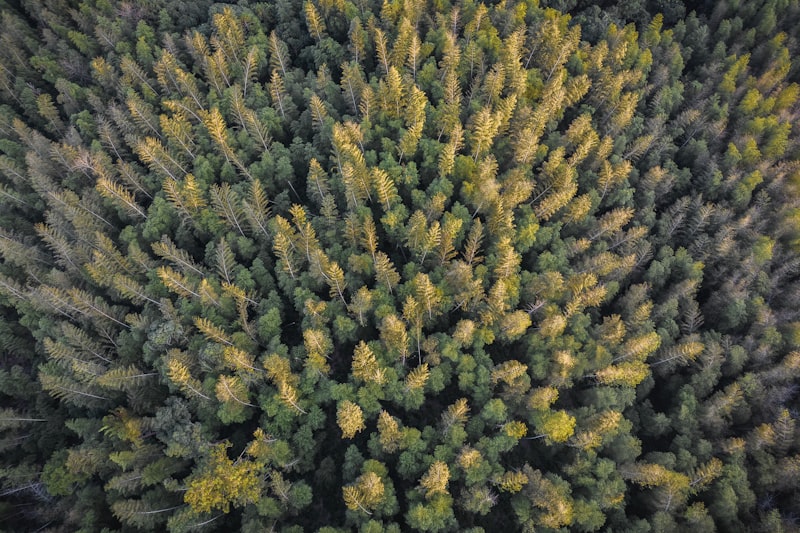 Pemandangan smart forest city untuk wisata IKN Nusantara