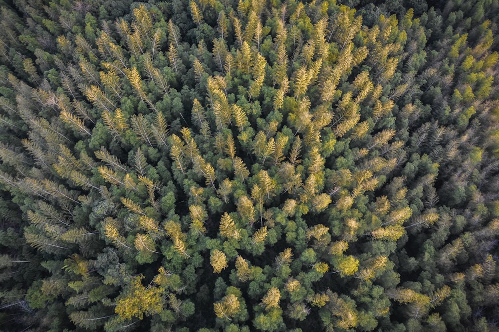 an aerial view of a forest with lots of trees