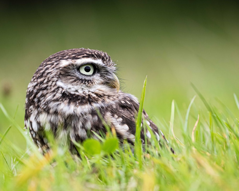 a small owl is sitting in the grass