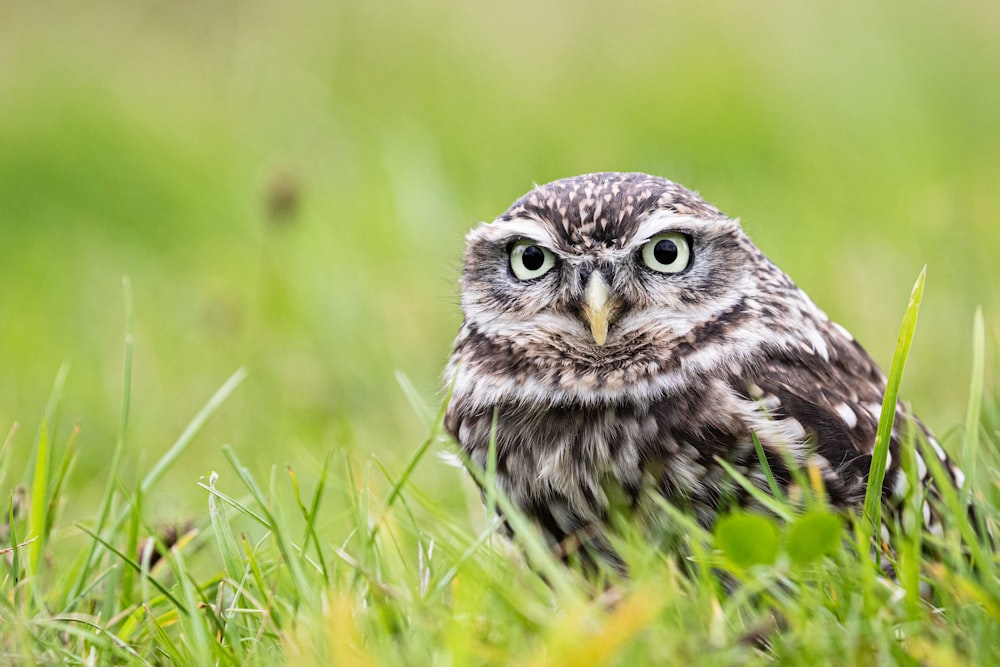 a small owl is sitting in the grass