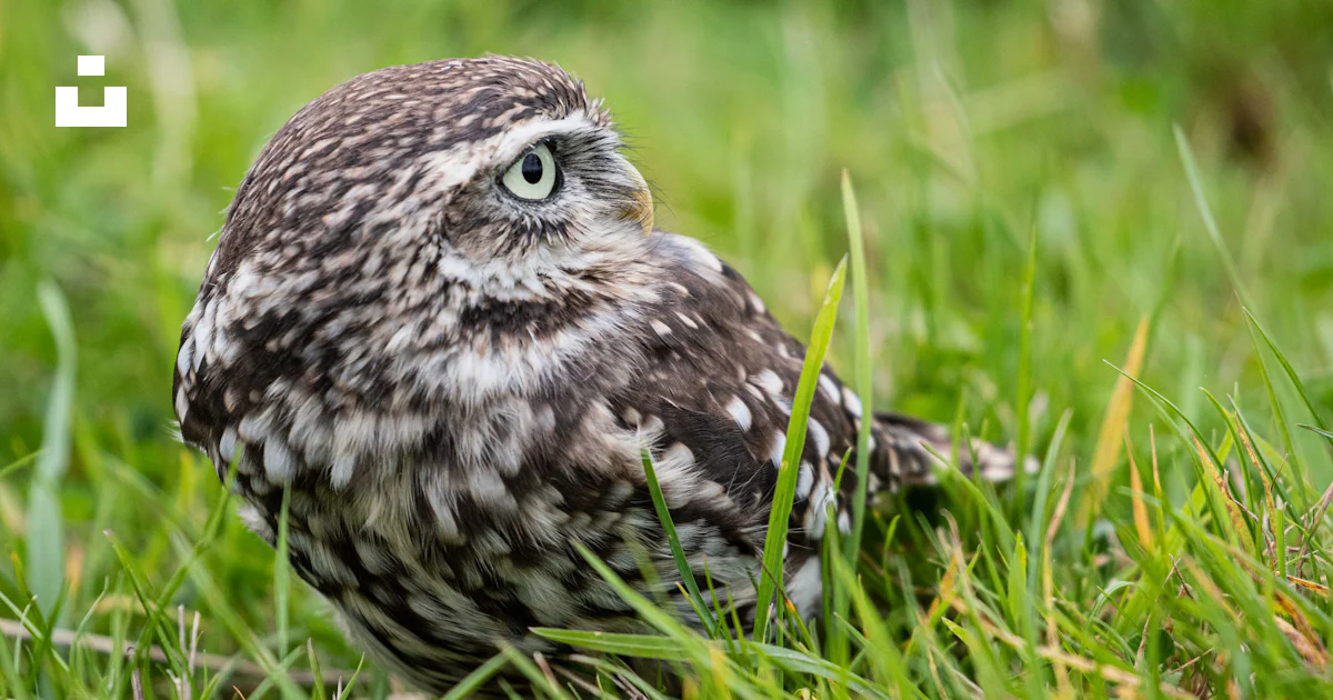 Foto Un pequeño búho está sentado en la hierba – Imagen Búho gratis en ...