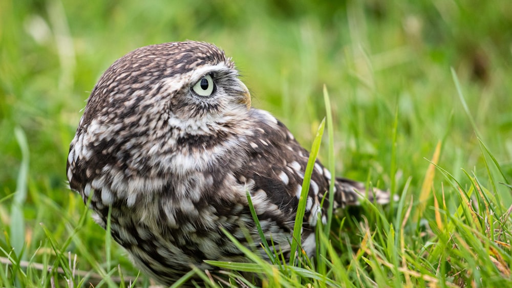 a small owl is sitting in the grass