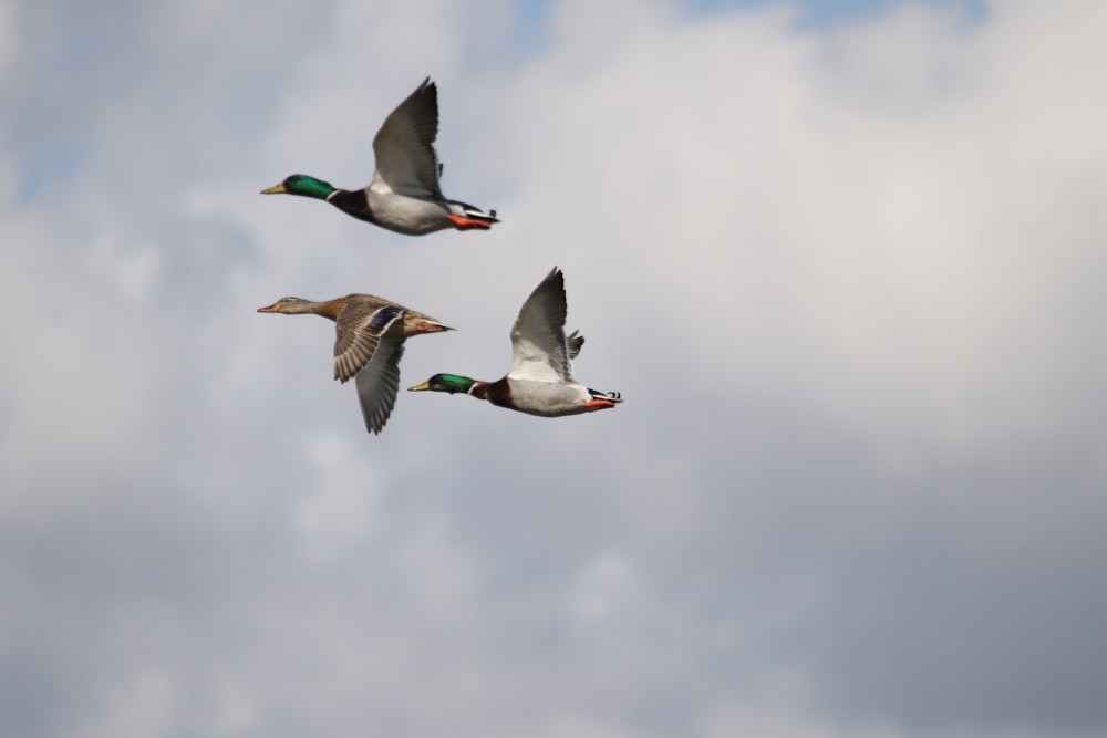 a couple of ducks flying through a cloudy sky