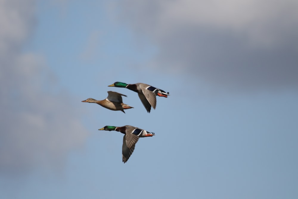 three ducks are flying in the sky together
