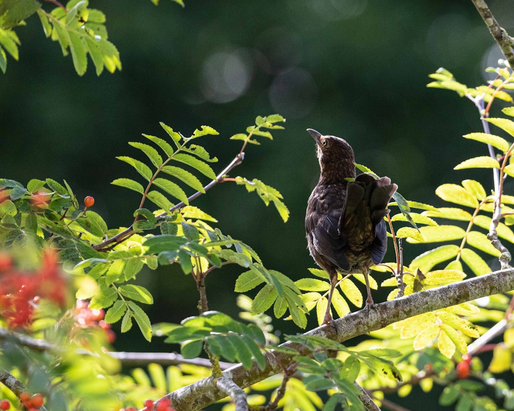 a bird sitting on a branch of a tree