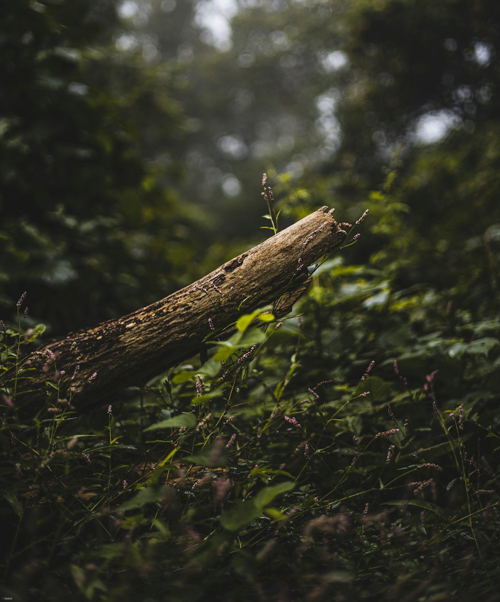 a fallen tree in the middle of a forest