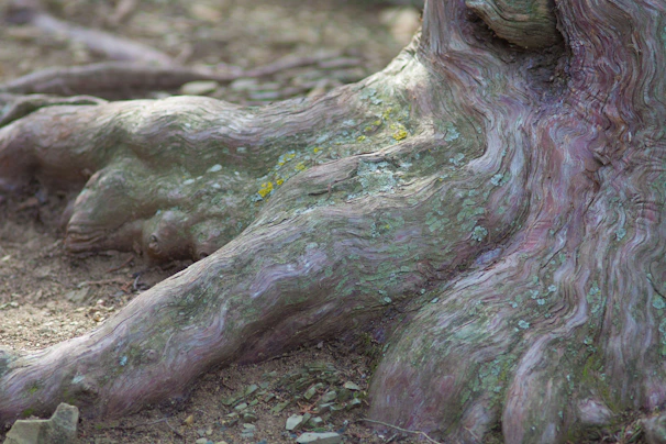 A detailed shot of textured earth and roots intertwining beneath the surface.