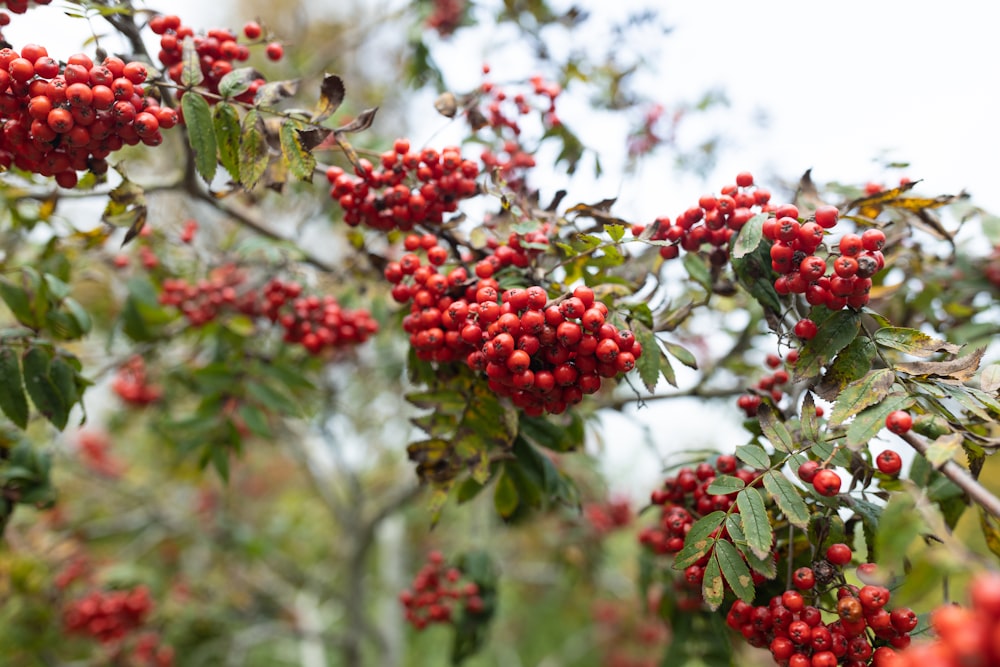 a tree filled with lots of red berries