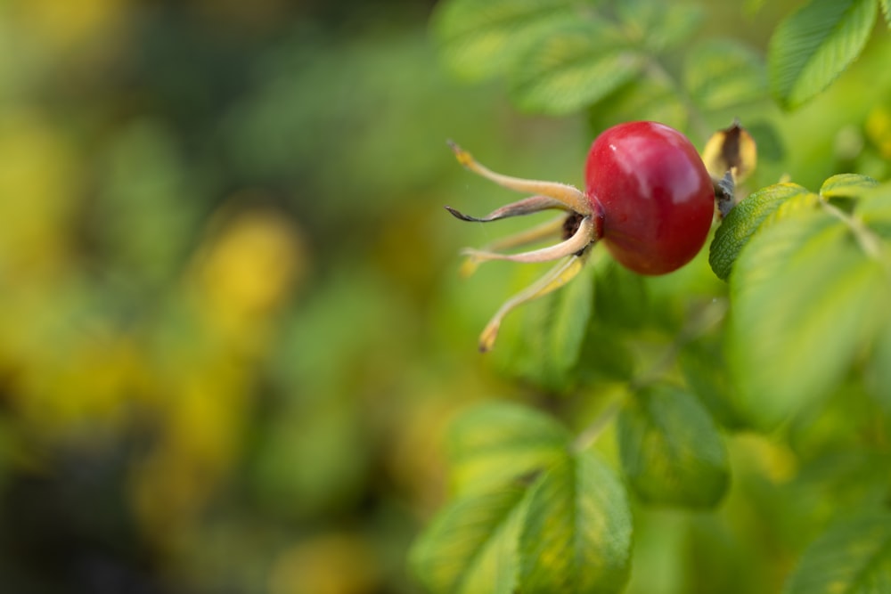 a close up of a berry on a tree