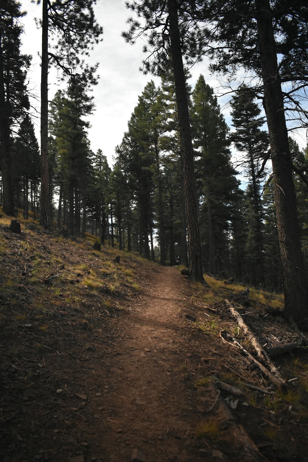 a dirt path in the middle of a forest