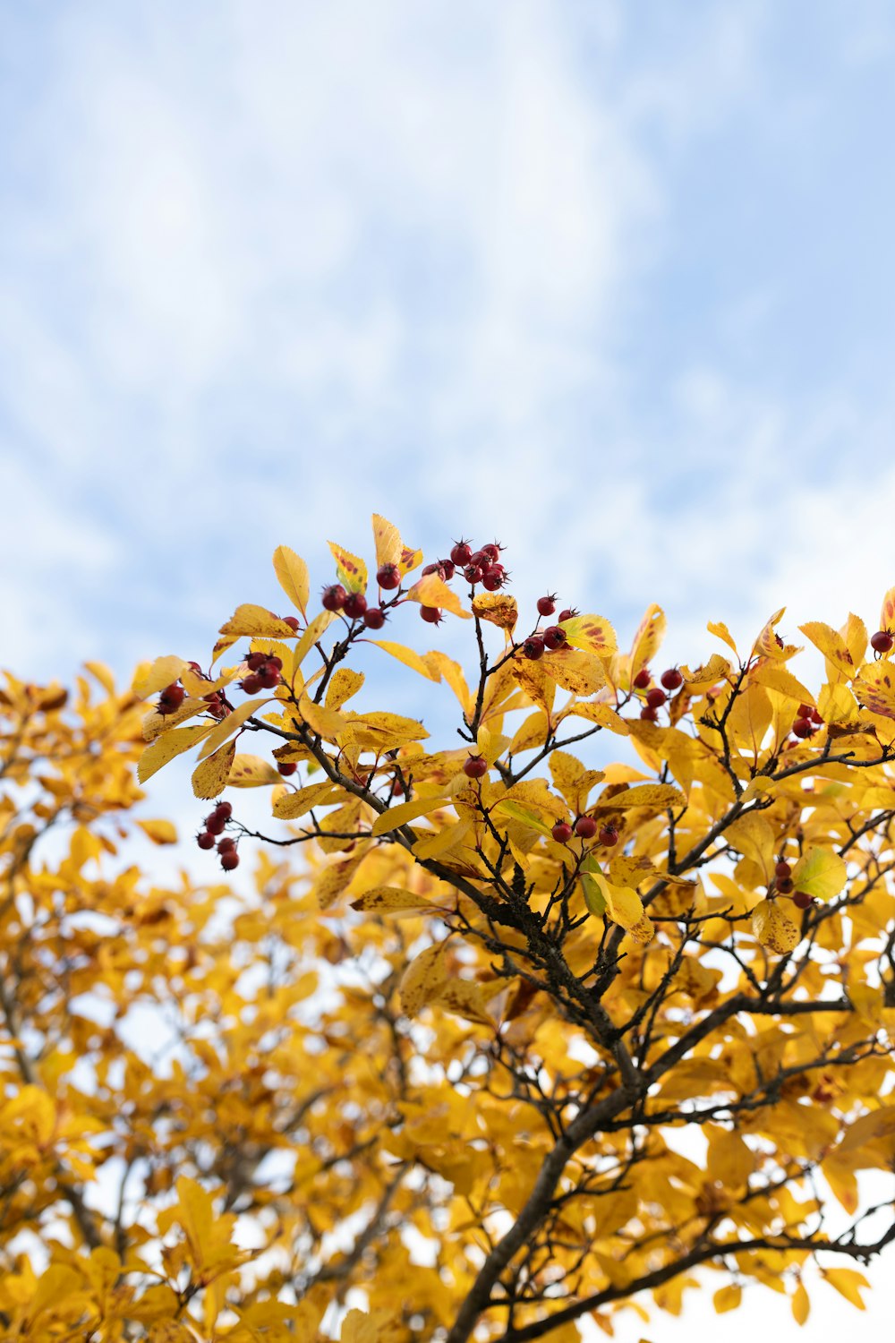 a tree with yellow leaves with a blue sky in the background