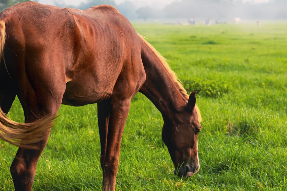 a brown horse grazing on a lush green field