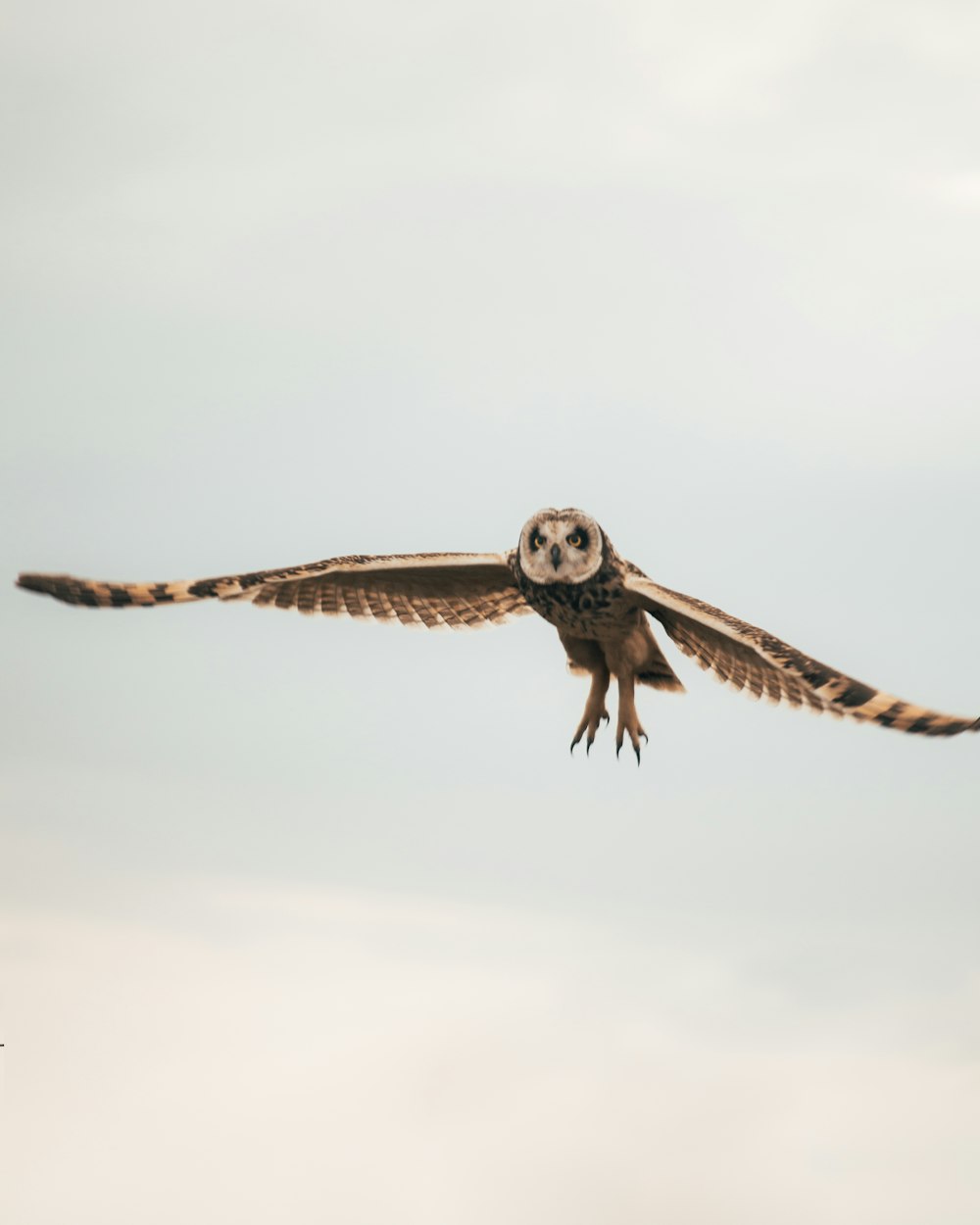 an owl flying through the air with its wings spread