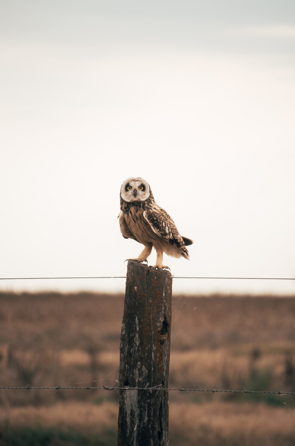 an owl sitting on top of a wooden post