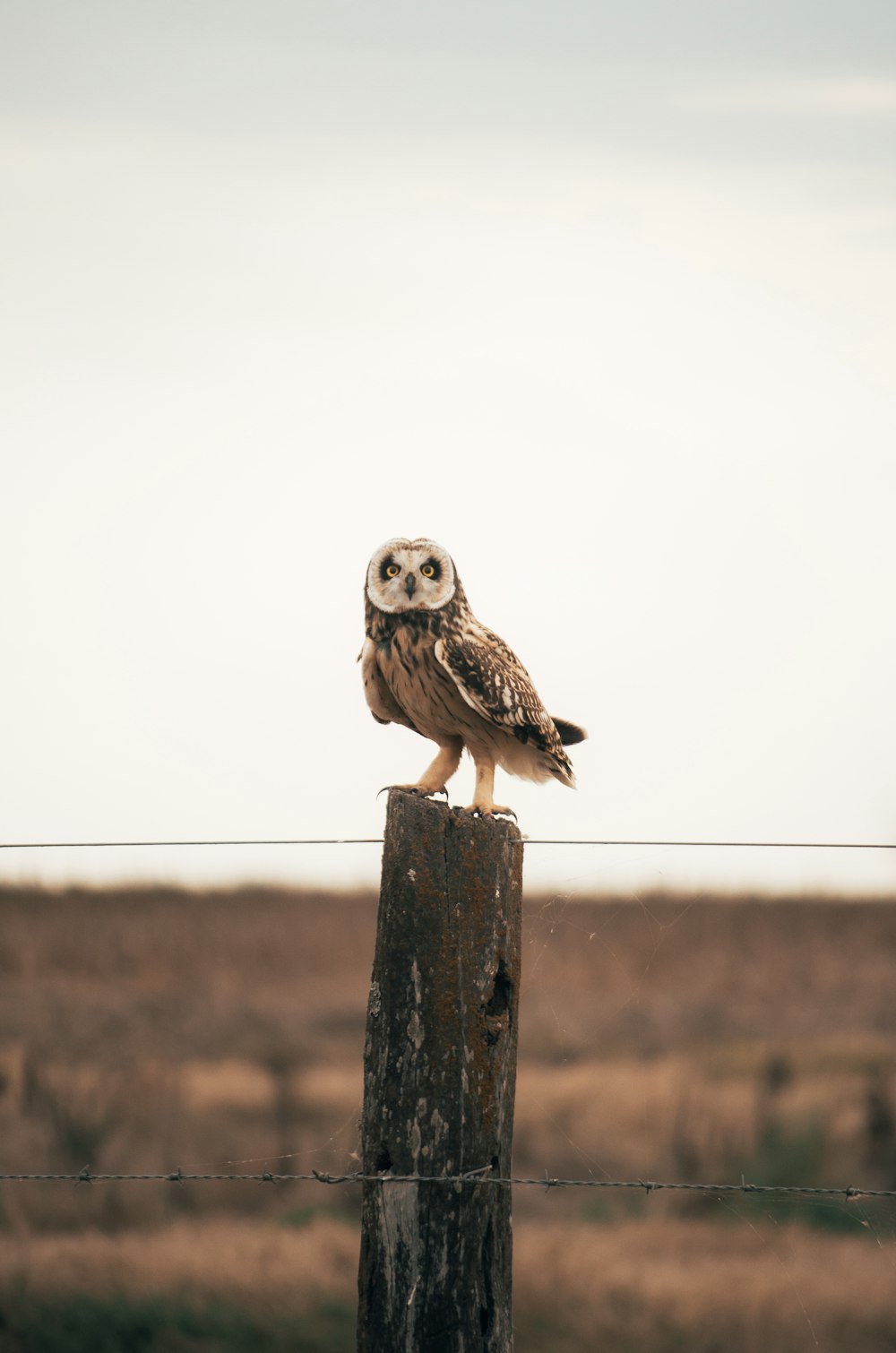 an owl sitting on top of a wooden post