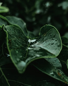 Vibrant Gigantography Print