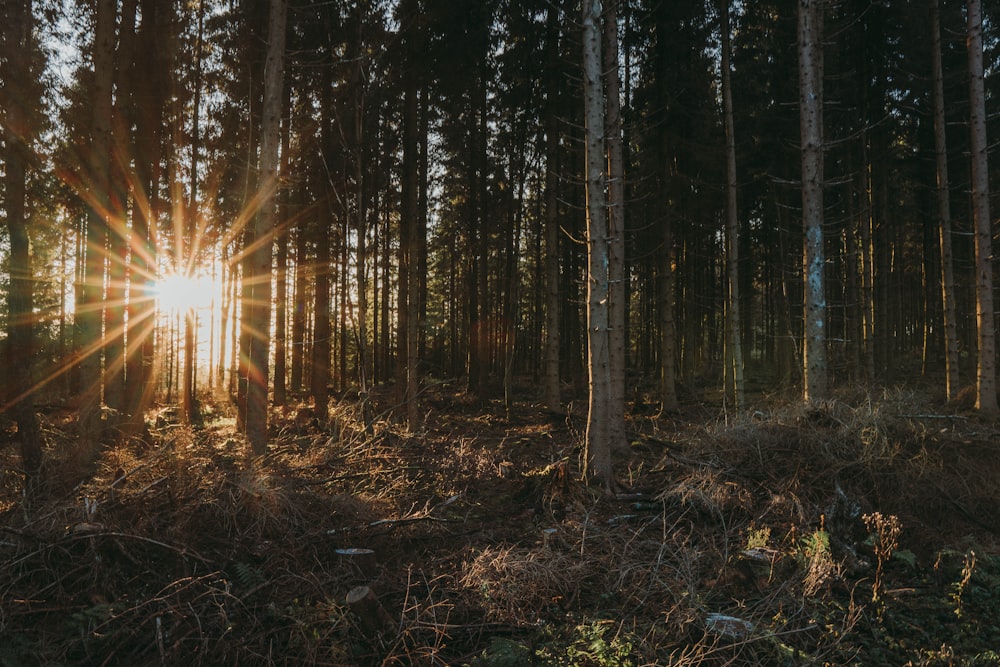 the sun is shining through the trees in the woods