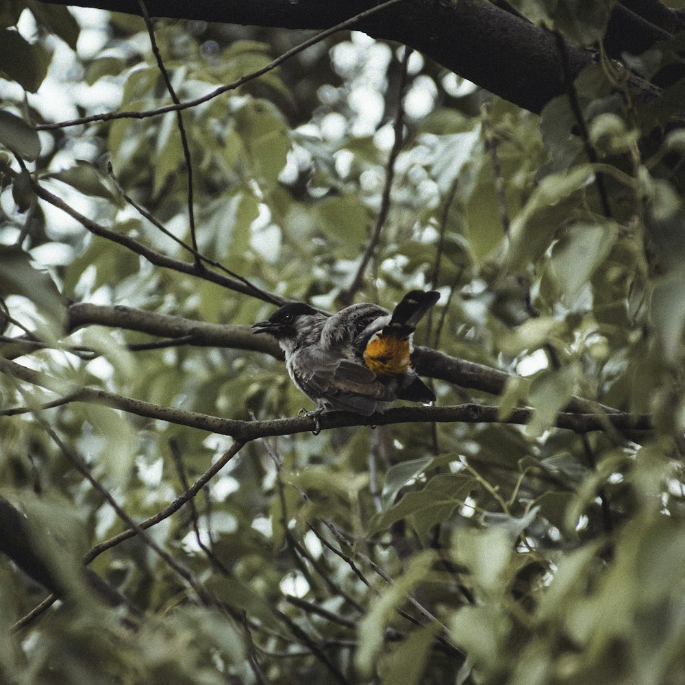 a bird sitting on top of a tree branch